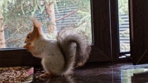 белка ушастая