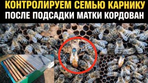 Контролируем семью Карнику после подсадки матки Кордован