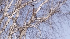 Пошли за веточками, всех с праздником!