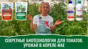 Томатная королева Елена Храмушина томаты снимает в апреле-мае