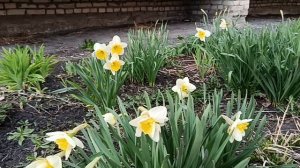 ПРИШЛИ В ЧИЖИК ЗА МОРОЖЕНЫМ. .