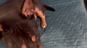 Вырвались на дачу. Покупочки. Память детства