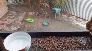 белки ушастые