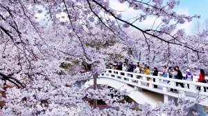 한국에서 비교불가한~ 양재천 벚꽃 축제 2026🌸 벚꽃 만개, 벚꽃 명소, 서울 벚꽃 축제, 서울여행워커