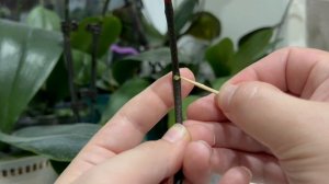 Детка на цветоносе в бутылке. Продолжаю эксперимент!