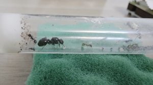 Жизнь муравьёв. 7 серия.