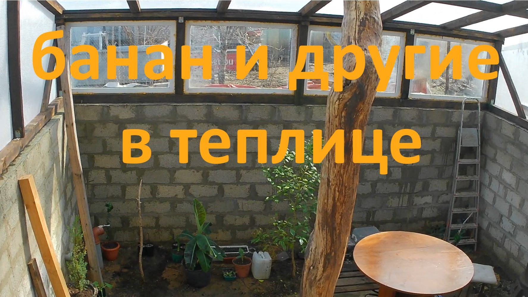 Банан в теплице