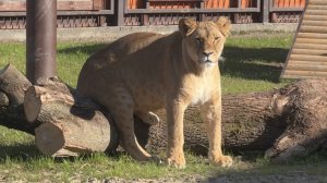 Смотри, Шерхан,как правильно сидеть надо!