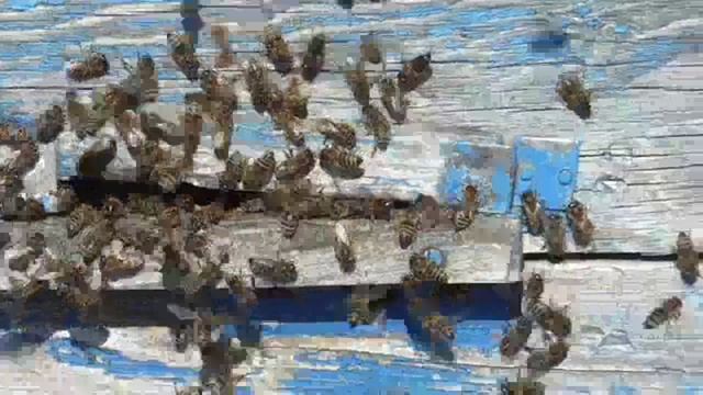 4 апреля 2026г облёт пчёл