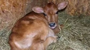 ТАКАЯ ОНА ДЕРЕВЕНСКАЯ жизнь,бросить жалко и нести тяжело//Село//