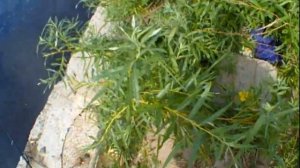 РЫБАЛКА НА ЛЕЩА  ПЕРВЫЙ ТРОФЕЙ! ЛОВЛЯ ЛЕЩА НА УДОЧКУ НА РЕКЕ В ЖАРУ