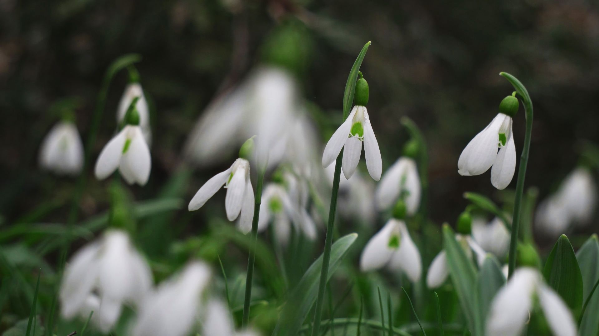 Звуки весеннего леса для сна, расслабления, релаксации.Весенние цветы, подснежники, пение птиц, 4К.