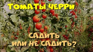 ЧЕРРИ. ВЫРАЩИВАТЬ ИЛИ НЕТ НА ДАЧЕ?