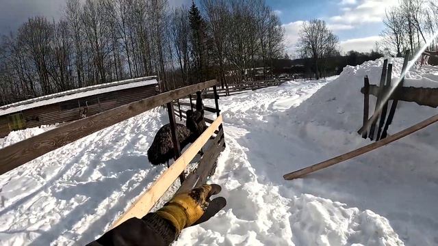 Волки стаями ходят рядом ... Охотники стреляют ! ХУТОР В ЛЕСУ №988