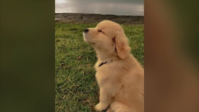 Самые милые собачки