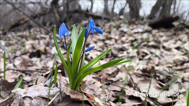 Липецкая обл. Лесная сказка 4.04.26 г.