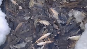 ВОТ ТАК ПОПАЛ НА РАЗДАЧУ.. В ОЗЁРАХ СИБИРИ