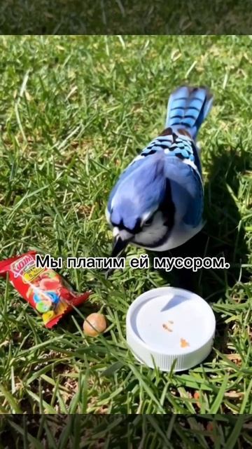 Смертелбный блеск