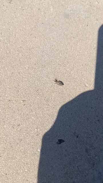 муравьиный лев