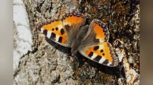 Бабочка Улетунчик