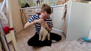 Снова лечу собаке кишечник. Липкий налёт и запах в посудомойке: что делать?