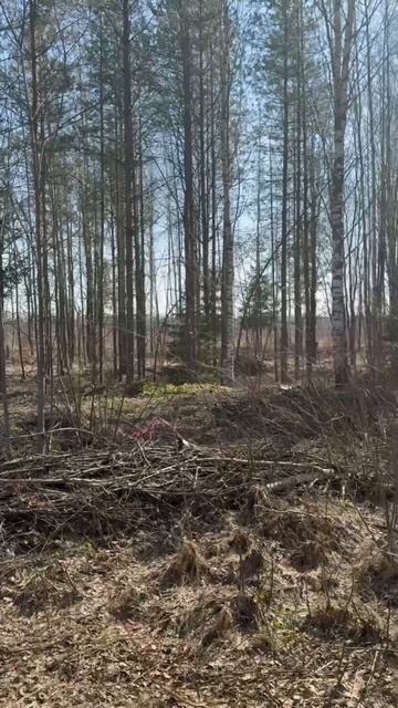 Расчистка участка частного дома