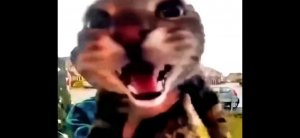 Что я рисую (чикен ган)