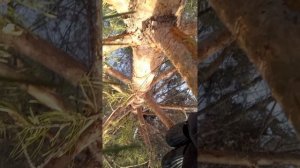 238.mp лежу на дереве