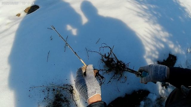 Высаживают крыжовник.