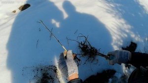 Высаживают крыжовник.