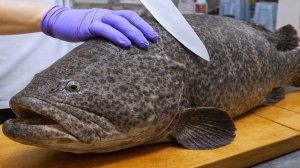 Гигантский морской окунь от вылова до приготовления Тайвань