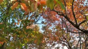 Артём Кузнецов-Землянский «Жизнь Хурма»