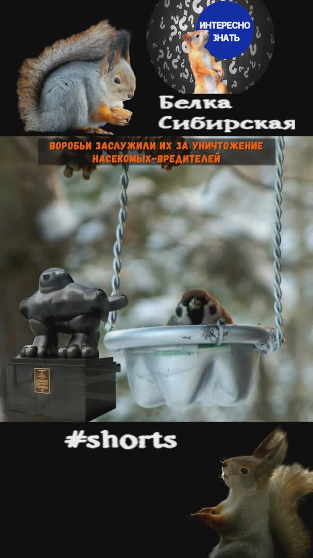 Интересные факты про воробьев