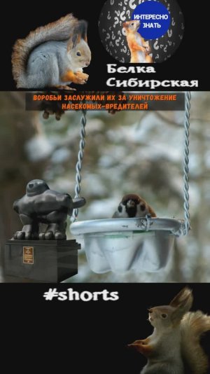 Интересные факты про воробьев