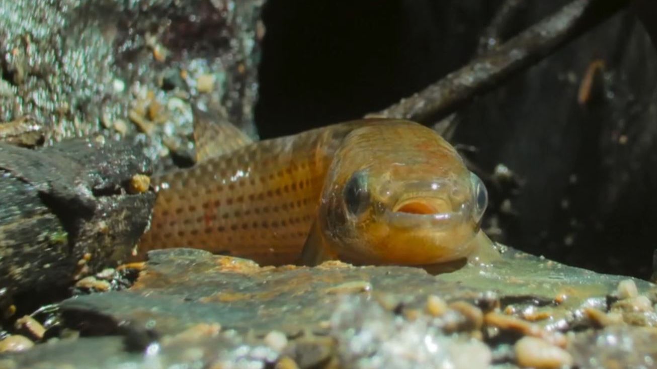 🐟 Киллифиш эмигрант поневоле. Почему рыба уходит на сушу?