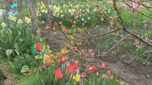 Красота апрельских цветов!