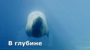 В глубине. Дмитрий Шлапак