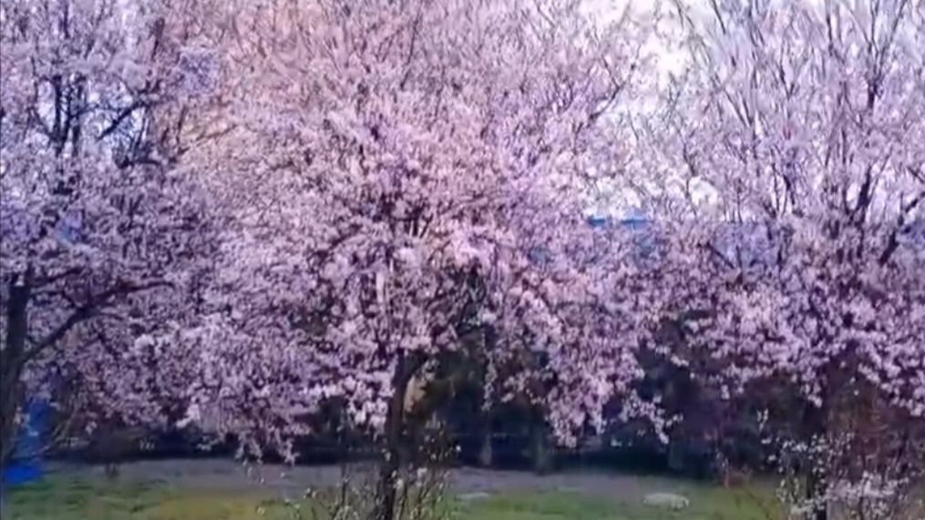 Прогулка по саду 🌳