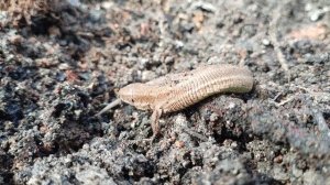 Мой деревенский Варан