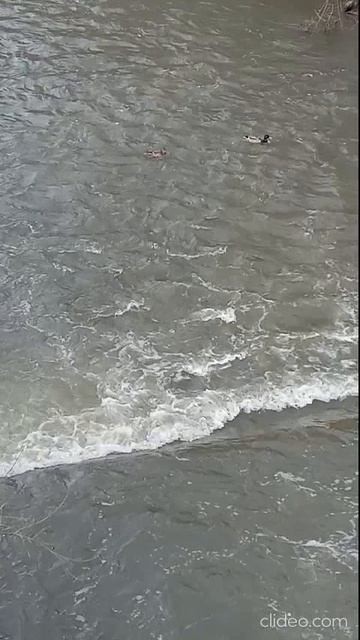 Речка разлилась) Еще больше будет воды, когда снег растает)