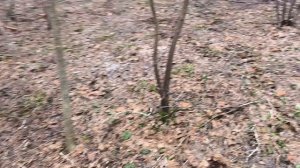 Моя Жизнь в Деревне , лес часть два