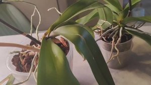 Вместо ПОРОДИСТЫХ 🦋- просто ДВОРНЯЖКИ 😪. Первые разочарования текущего года. Биглипу что нужно_