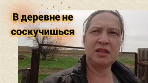 Курицу чуть не прибила, тёлка чуть не убежала, зато каша удалась 🤣