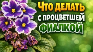 Что делать с процветшей фиалкой и как запустить её на повторное цветение?