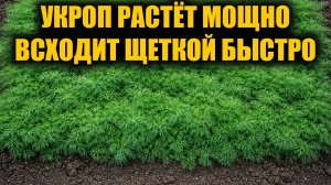 Укроп всходит щеткой! Посейте так укроп и получите быстрые всходы укропа!