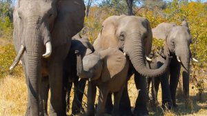 🐘Хозяин Африки Топот, который слышит земля🌍 Африканский слон