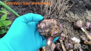 Выкопала чеснок и посадила клубнику. Обновили тумбу от старого шкафа. Деревенские дачники.