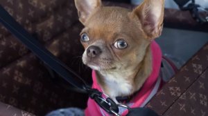 Первая передача выпуск от 5.04.2026 анонс, что будет в эфире