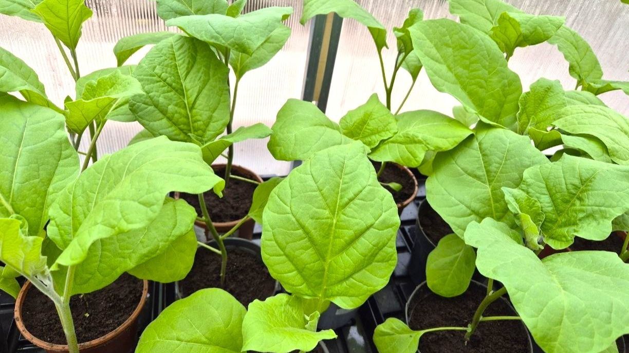 Моим баклажанам 42 дня с момента посева. Перевалка в большие горшки