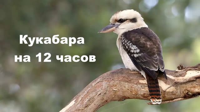 575 Кукабара